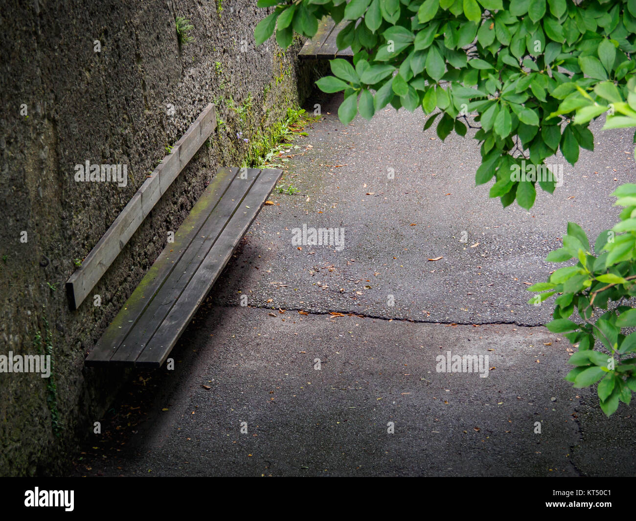 Old wooden bench attached on brick wall with green leaves in foreground ...