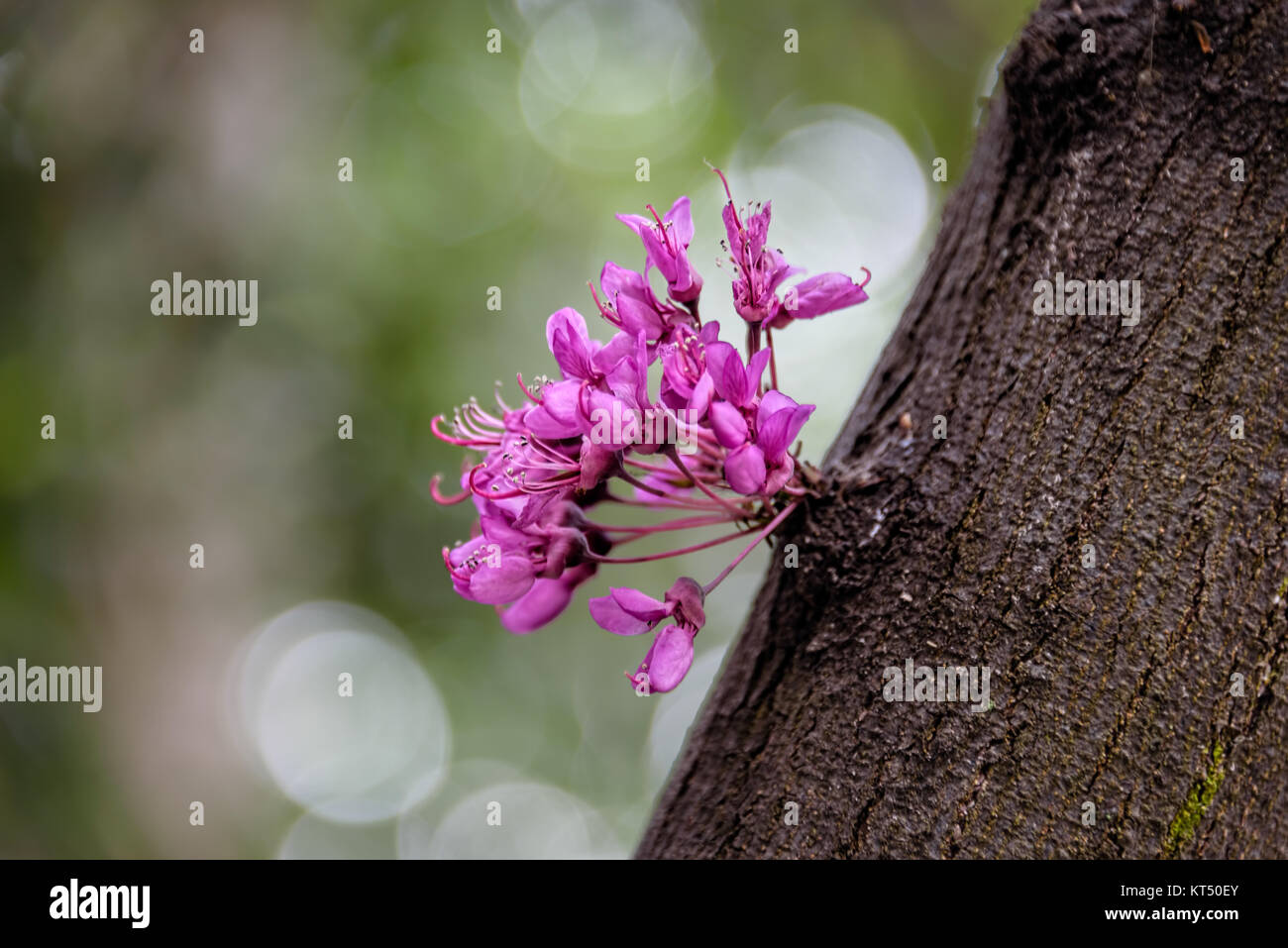 Judas tree flowers sprouting from old tree trunk Stock Photo