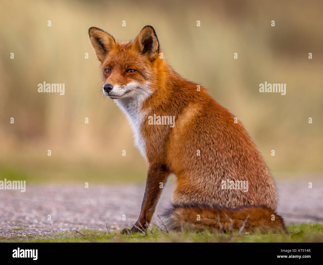 Red Fox (Vulpes vulpes) sitting and waiting patiently for something to happen. The beautiful wild animal of the wilderness. Shred looking in the camer Stock Photo