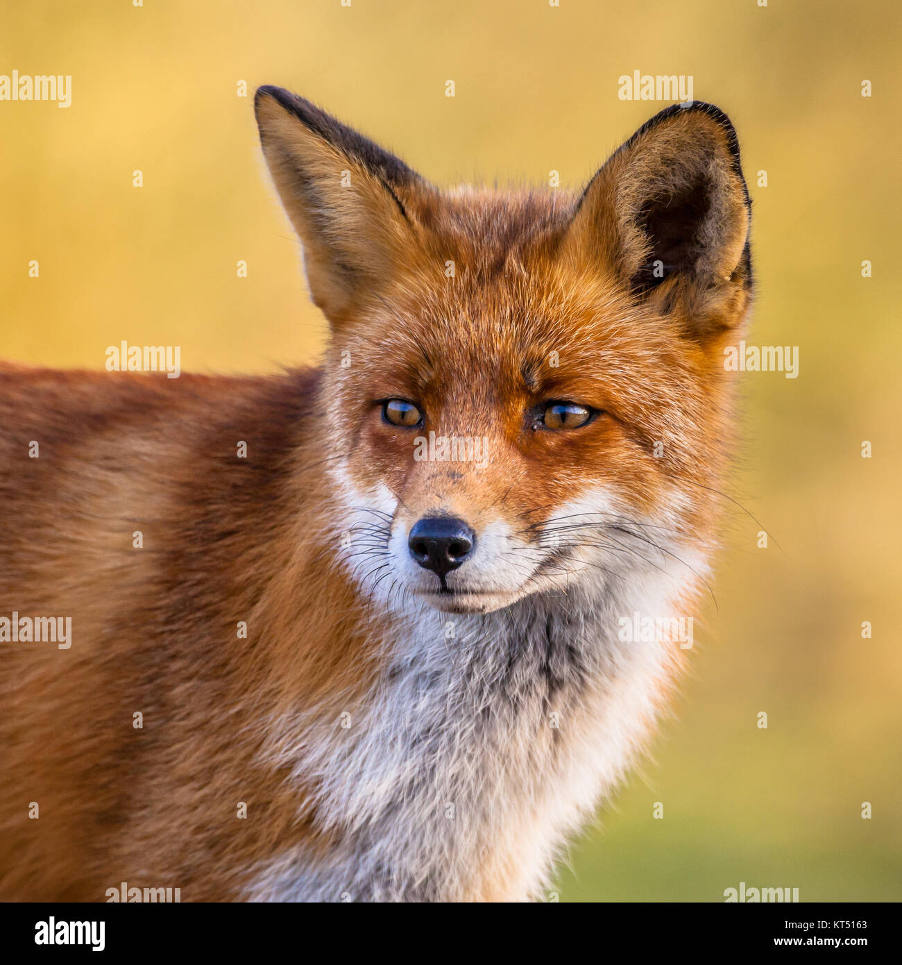 Portrait head of Red Fox male (Vulpes vulpes)  in natural environment with yellow background. This beautiful wild animal of the wilderness. Shred look Stock Photo