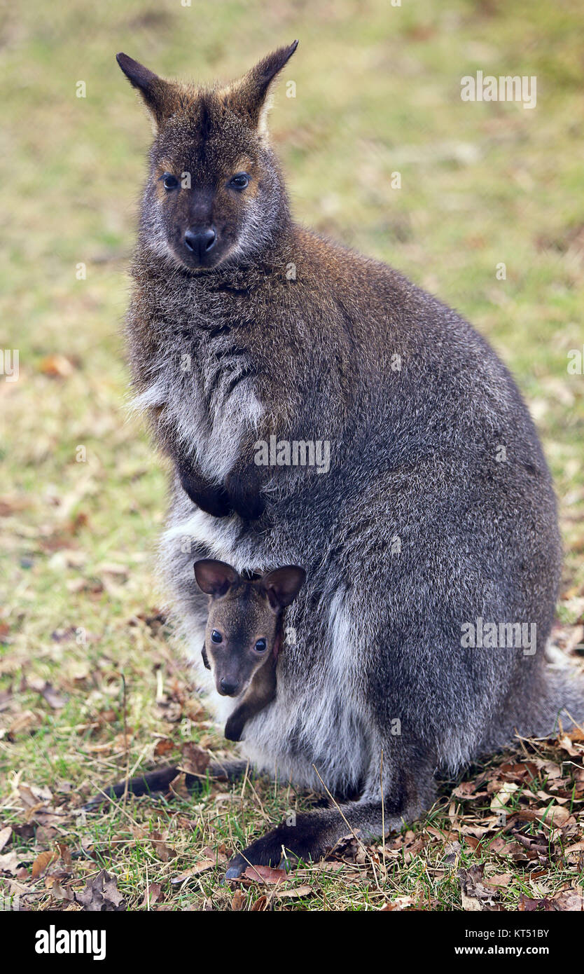 mother and child at necked wallaby macropus rufogriseus Stock Photo