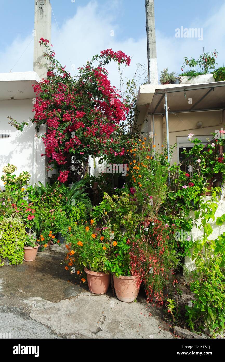 crete,potted flowers at the entrance Stock Photo