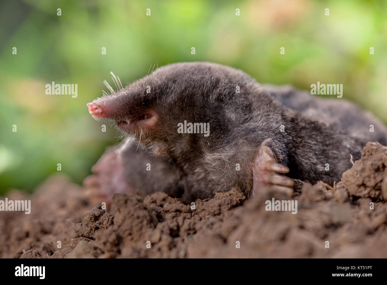 European mole or Common Mole this is a mammal of the order Soricomorpha Stock Photo
