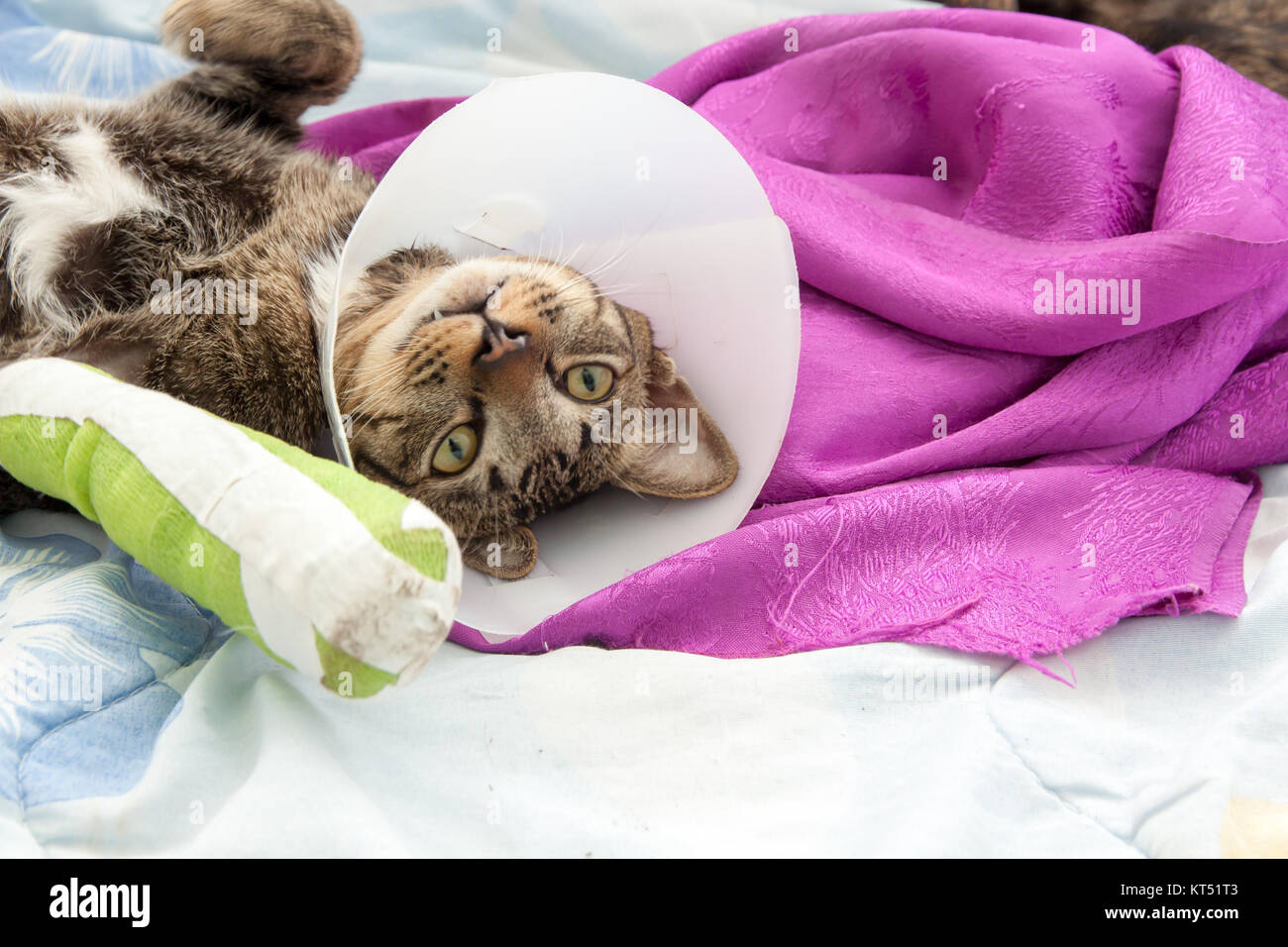 broken leg splint cat Stock Photo Alamy