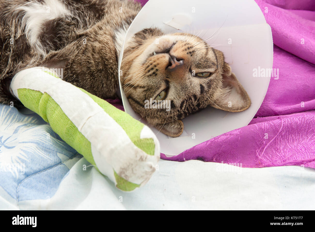 broken leg splint cat Stock Photo Alamy