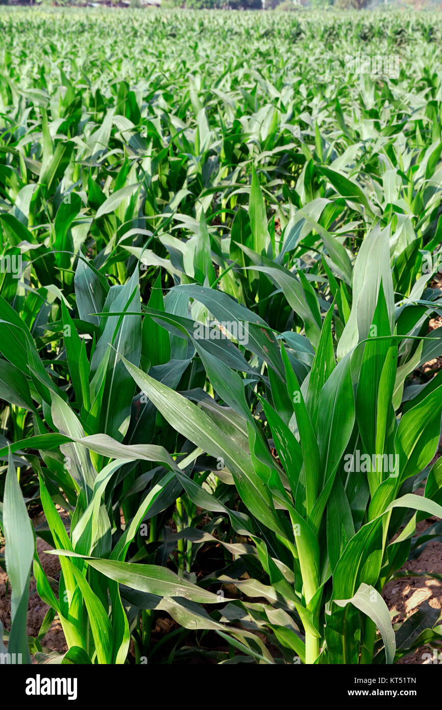 cornfield  farm agriculture corn Stock Photo