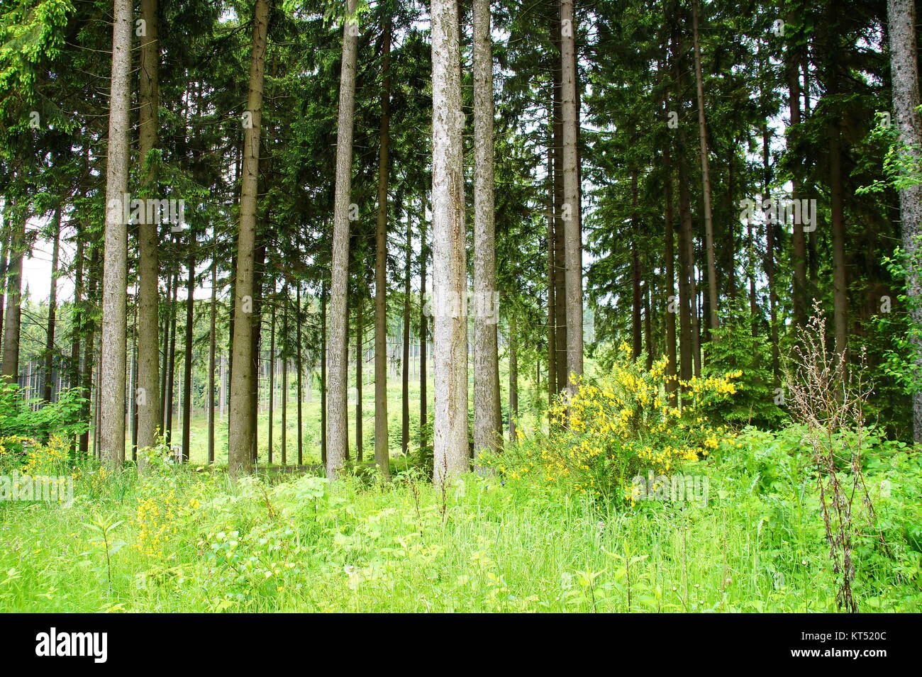 coniferous forest Stock Photo
