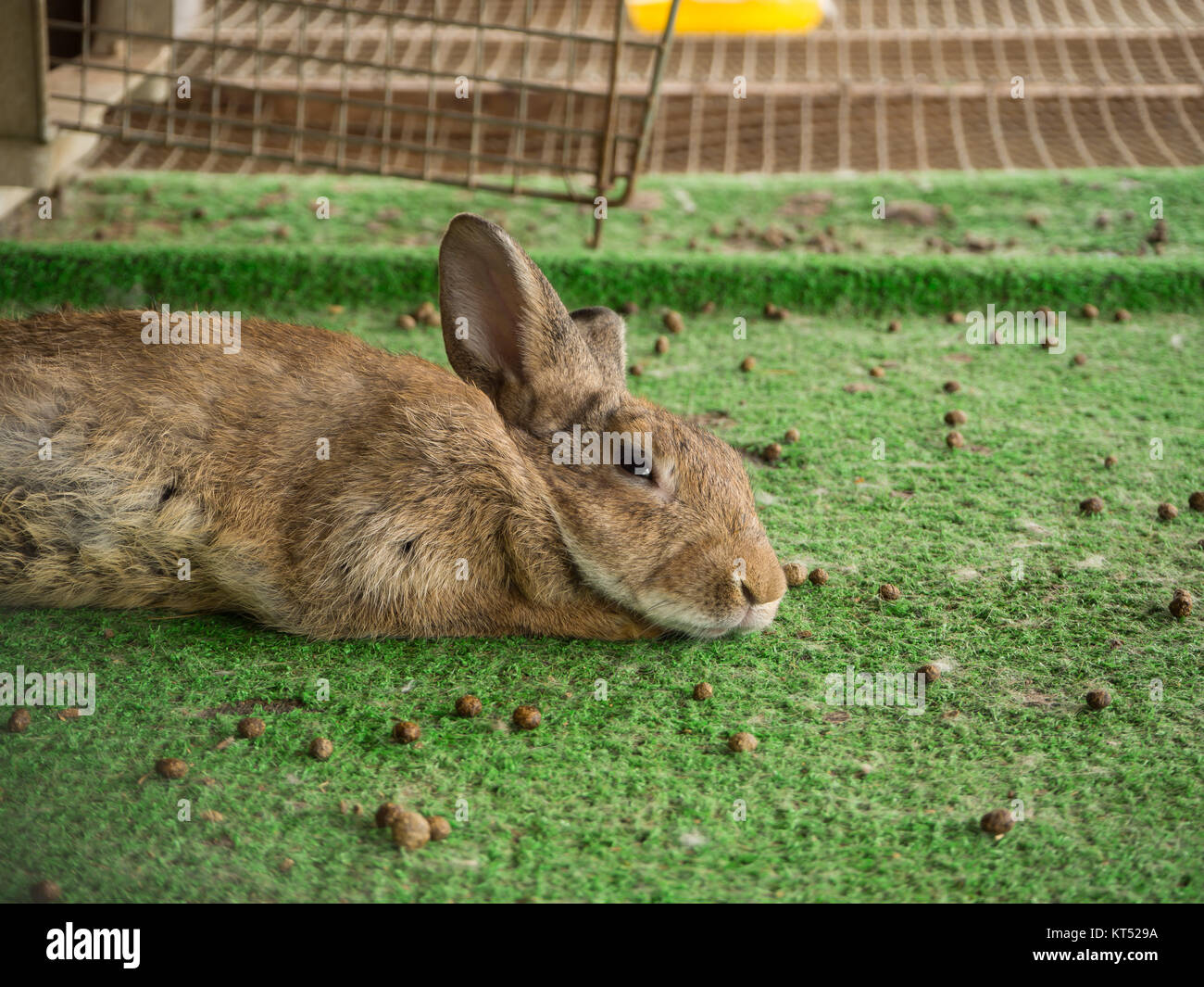 Rabbit in the rabbit cage Stock Photo Alamy