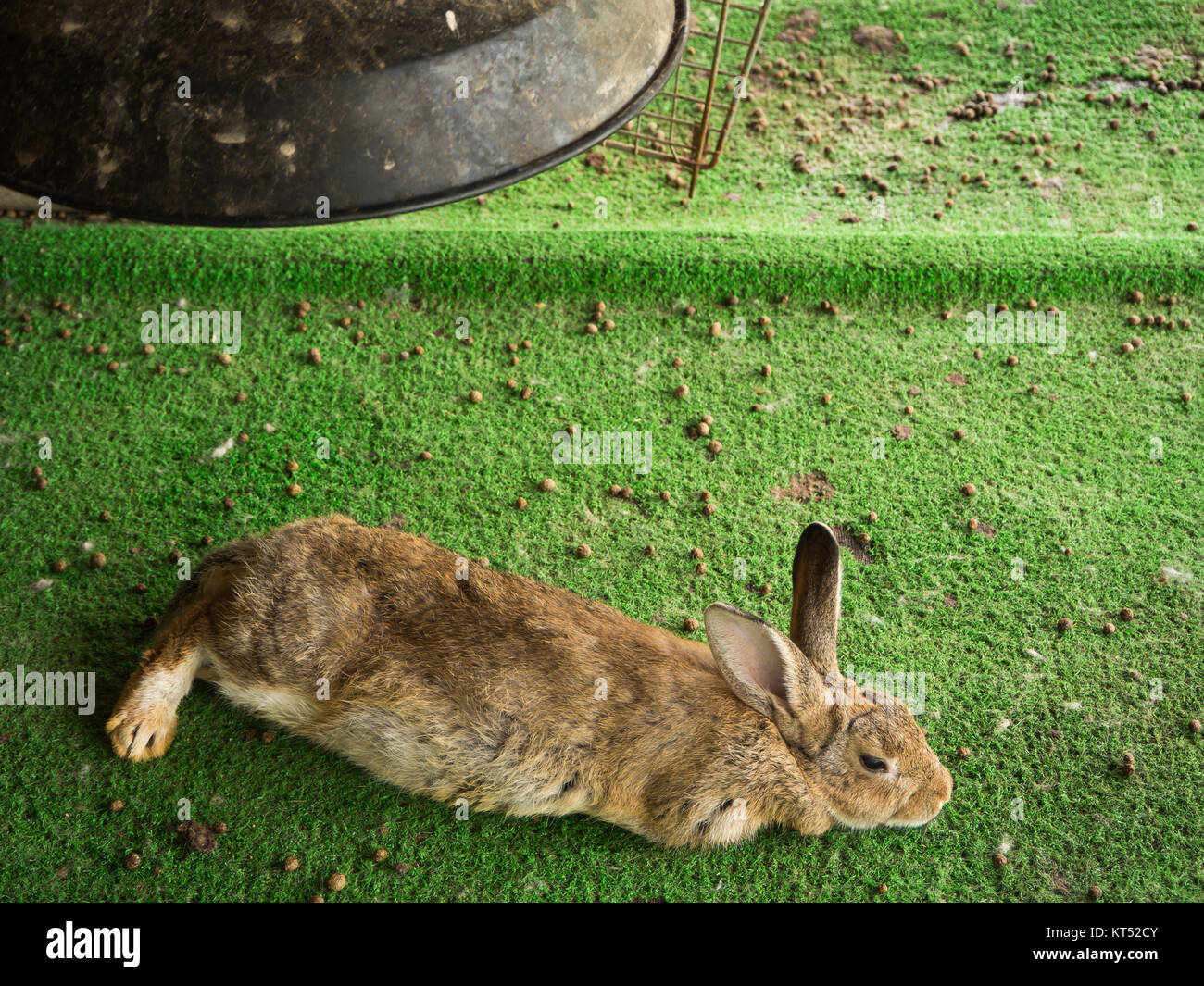 Rabbit in the rabbit cage Stock Photo Alamy