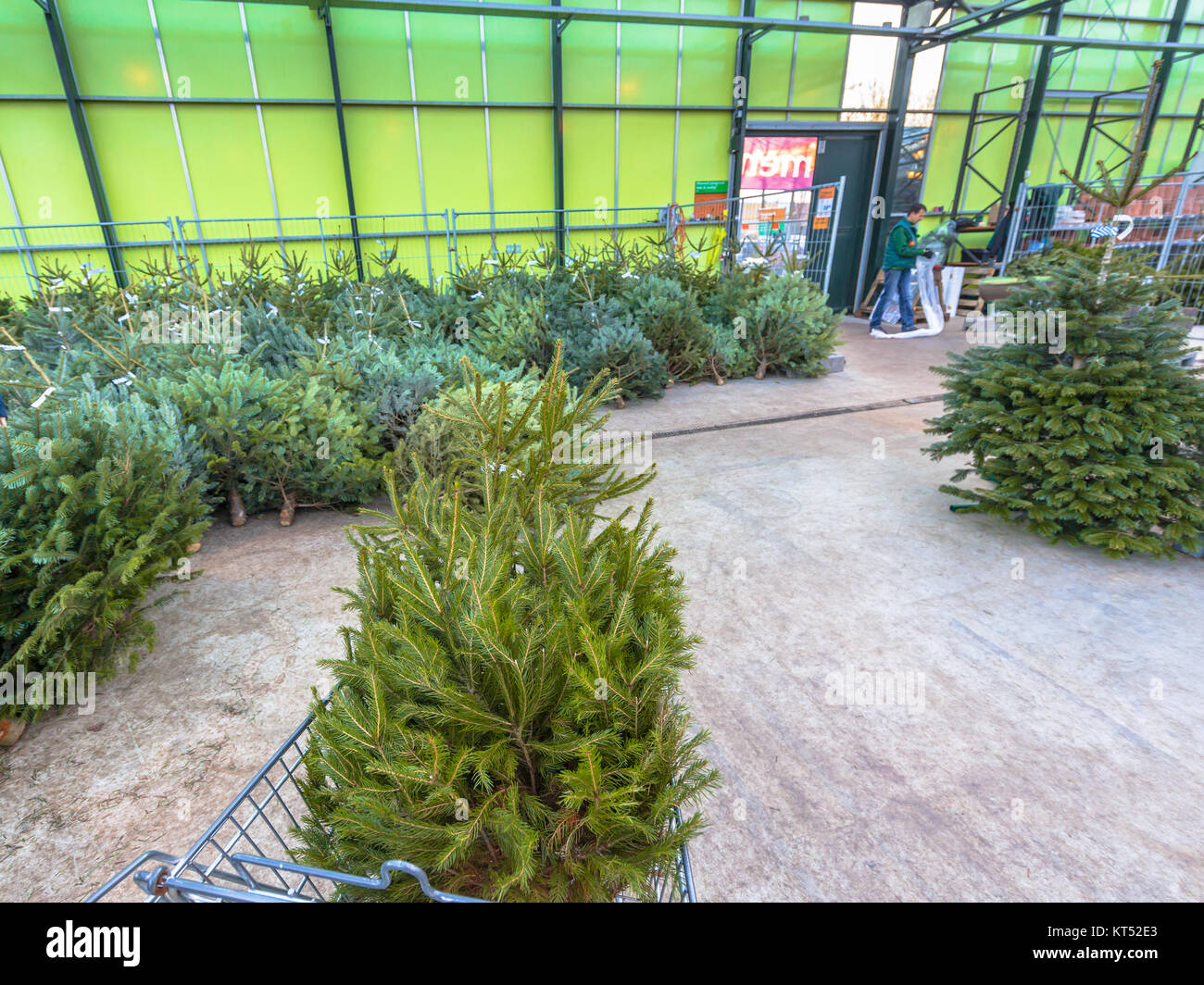 Christmas tree in a cart at a xmas warehouse market in a garden center Stock Photo