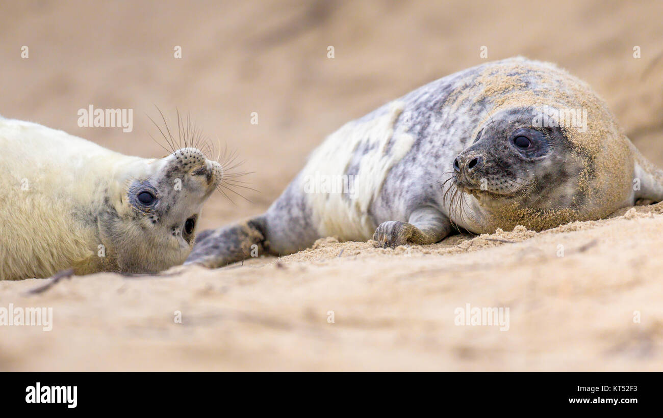 two juvenile Common seal (Phoca vitulina) one animal looking curious in camera while lying on beach Stock Photo