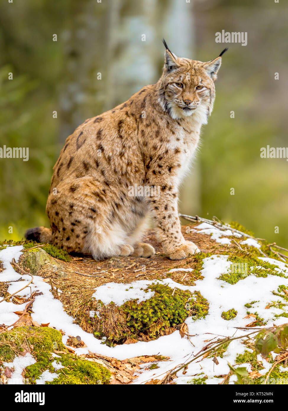 The medium sized Eurasian lynx (Lynx lynx) is native to Siberia, Central, East, and Southern Asia, North, Central and Eastern Europe. Resting in winte Stock Photo