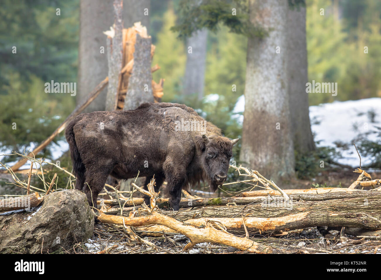 The European bison (Bison bonasus), also known as wisent or the European wood bison roaming in mountain forest habitat Stock Photo