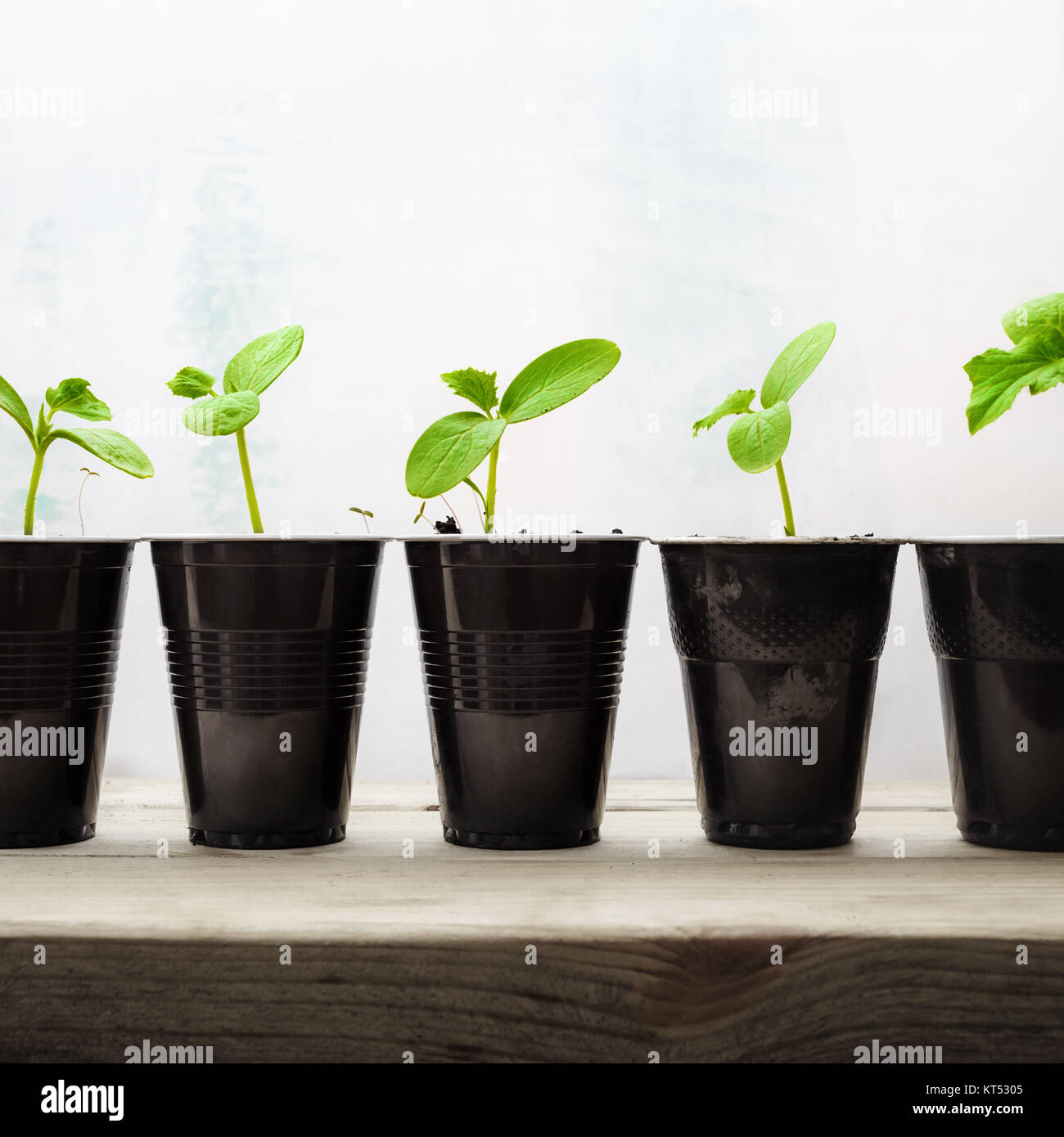 Green sprouts in plastic cups Stock Photo Alamy