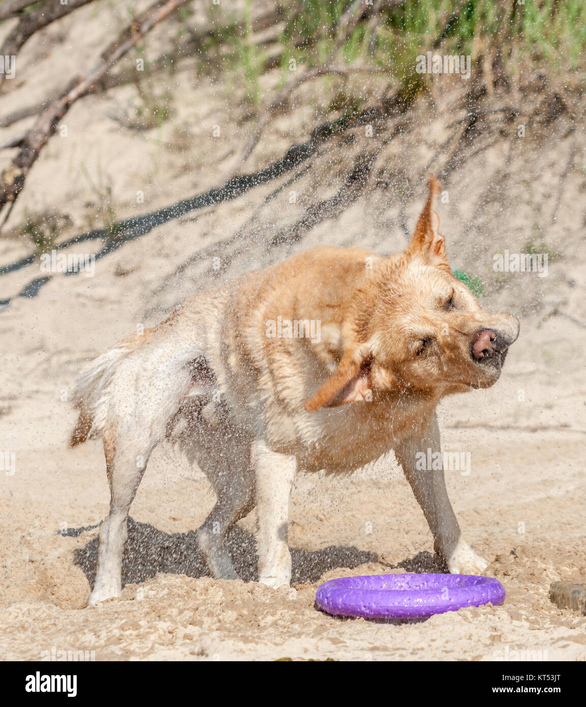wet labrador drying after swimming Stock Photo