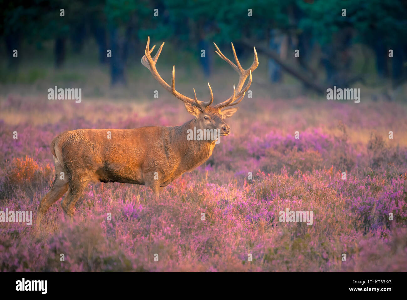 Male red deer (Cervus elaphus) with huge antlers during mating season on the Hoge Veluwe