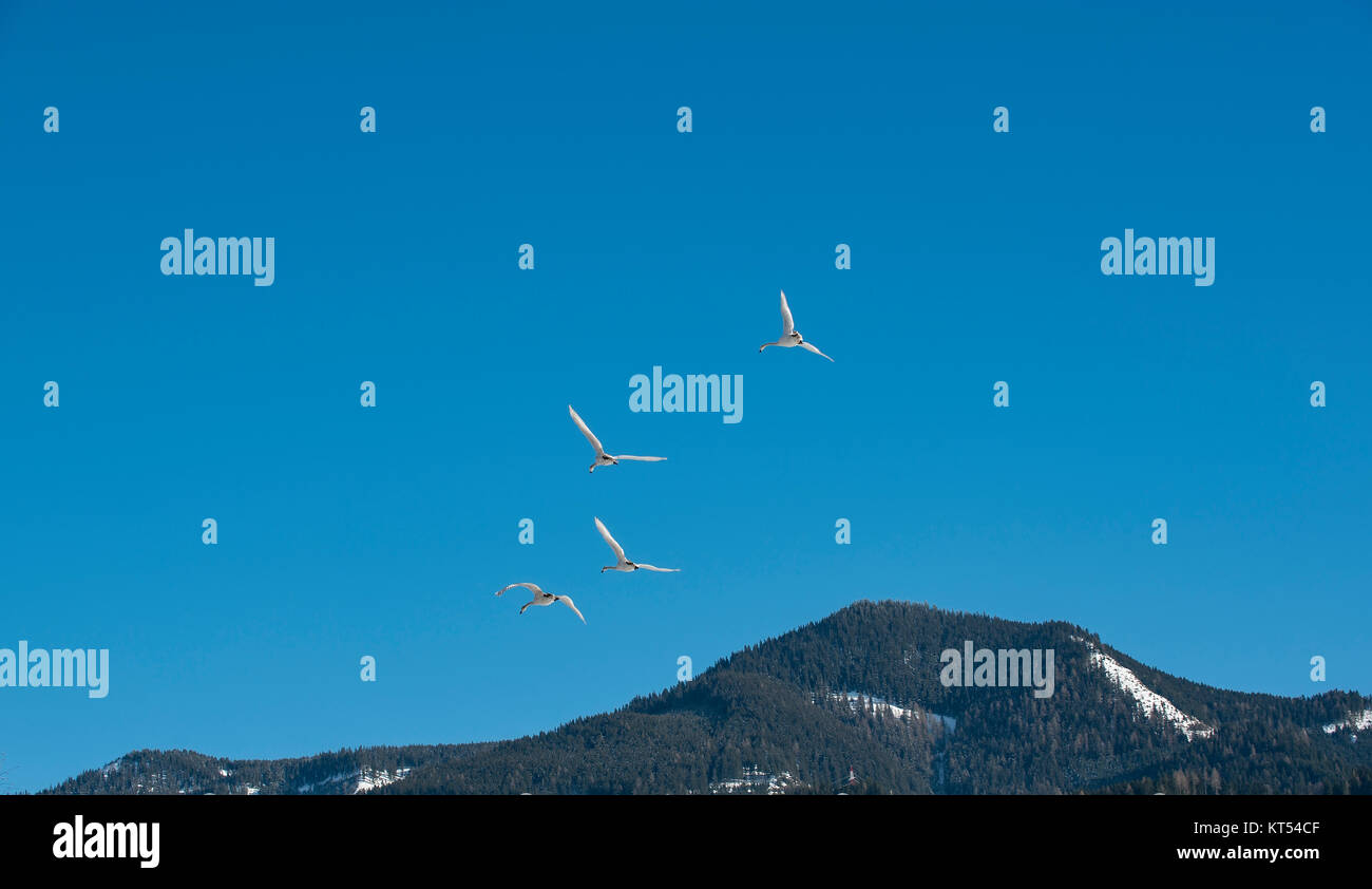 Lohengrin Swan Stock Photos Lohengrin Swan Stock Images Alamy
