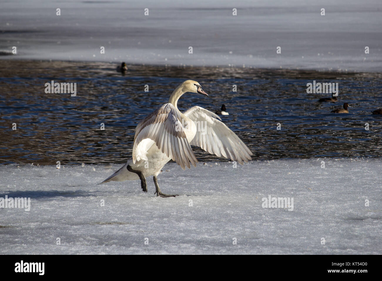 a swan stands on the ice in front of a water hole and beats his wings. Stock Photo