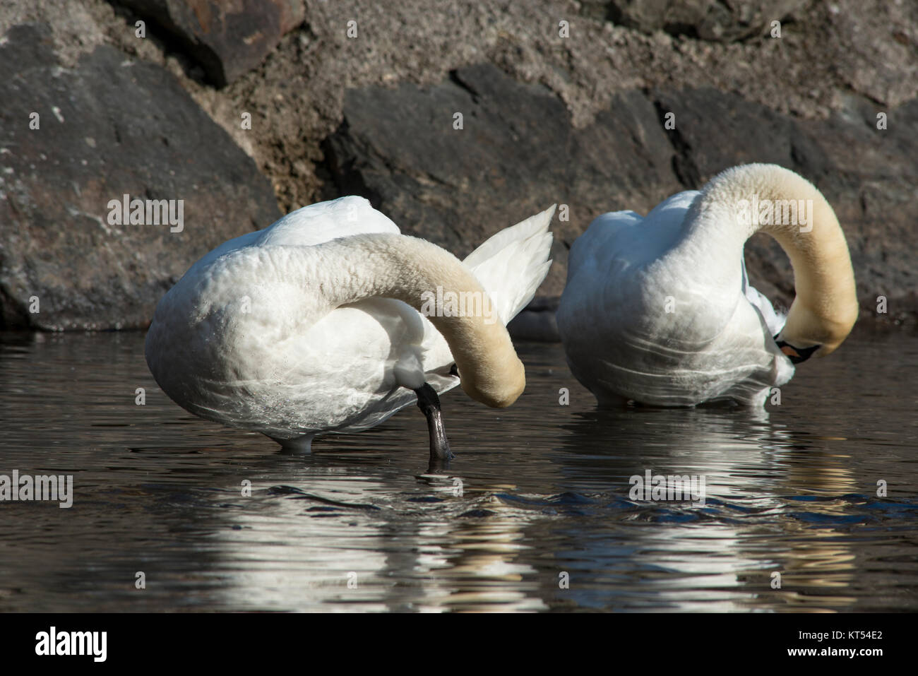 Synchronized Swans Synchronously swimming hi-res stock photography and images - Alamy