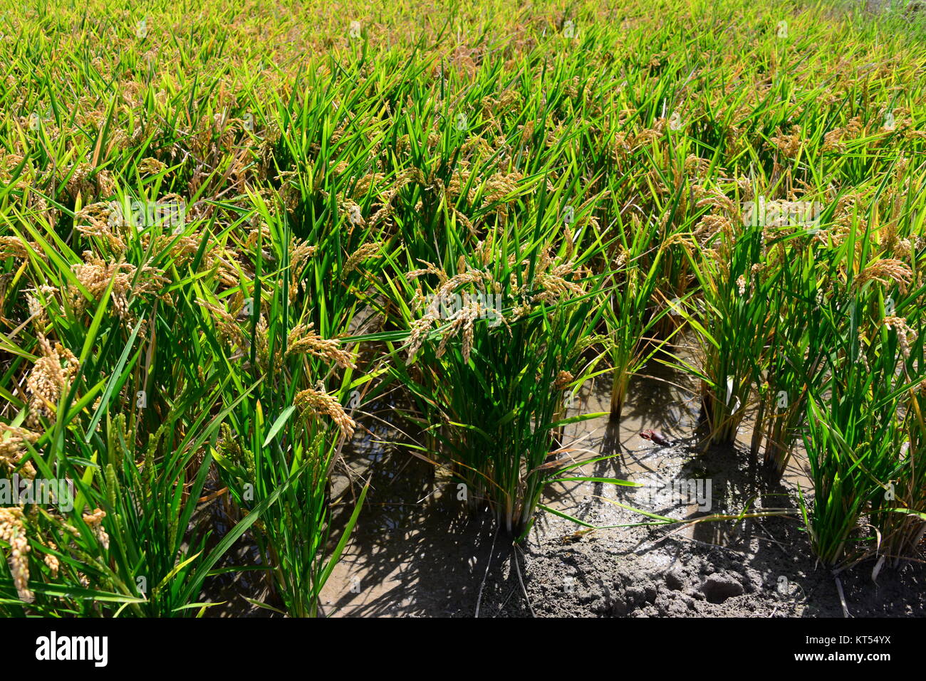 rice field in spain Stock Photo - Alamy