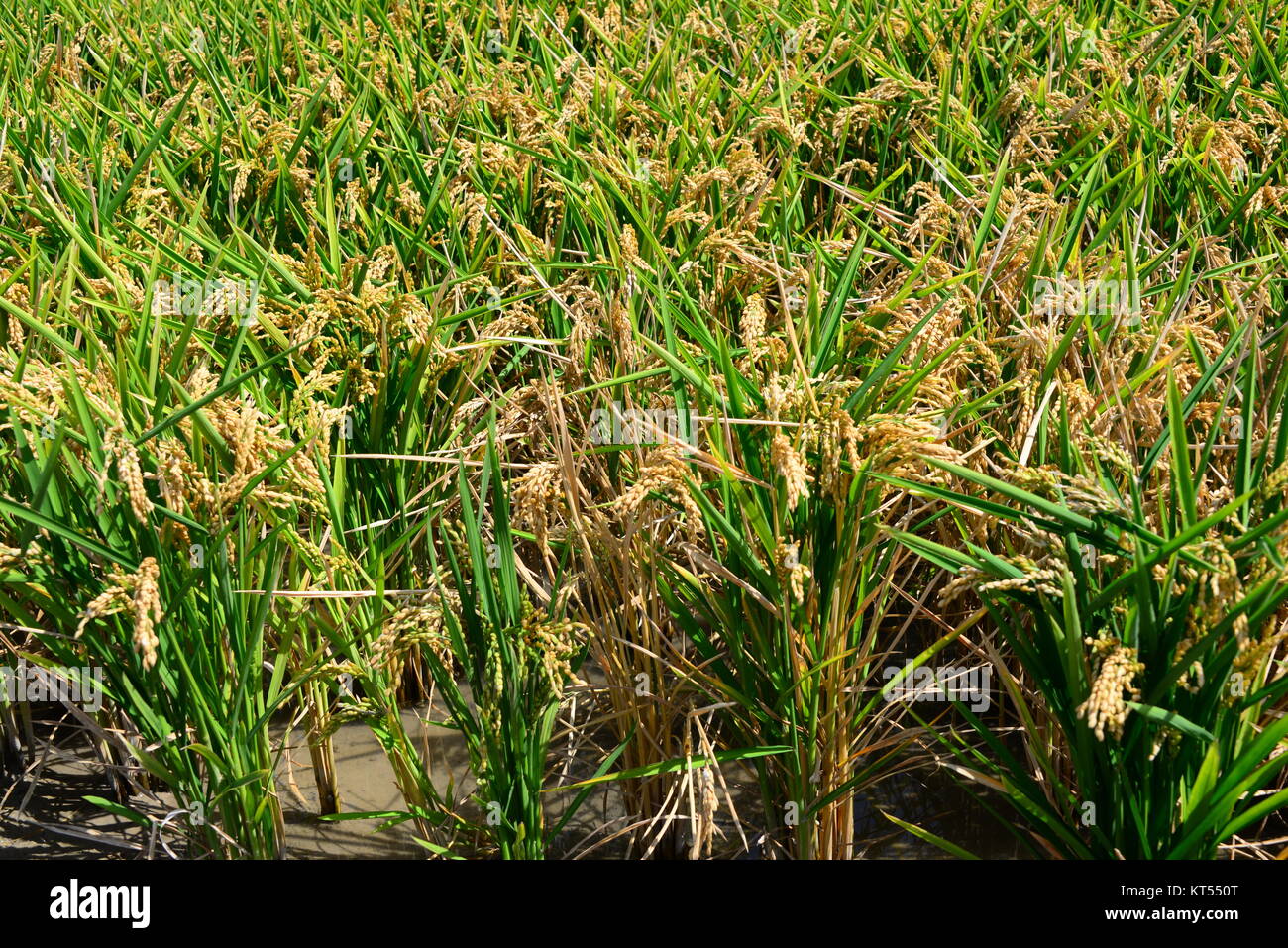 rice field in spain Stock Photo - Alamy