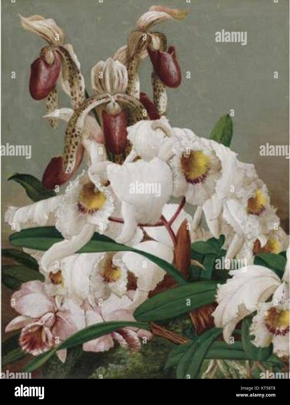 Orchids by Charles Storer  1907  oil on canvas Stock Photo