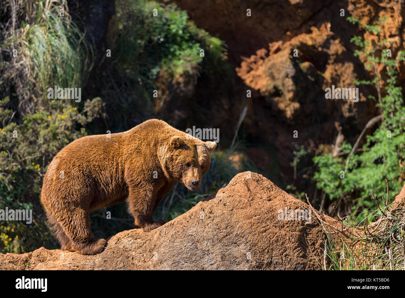 Brown bear (Ursus arctos) in Cabarceno Natural Park. Spain. Stock Photo