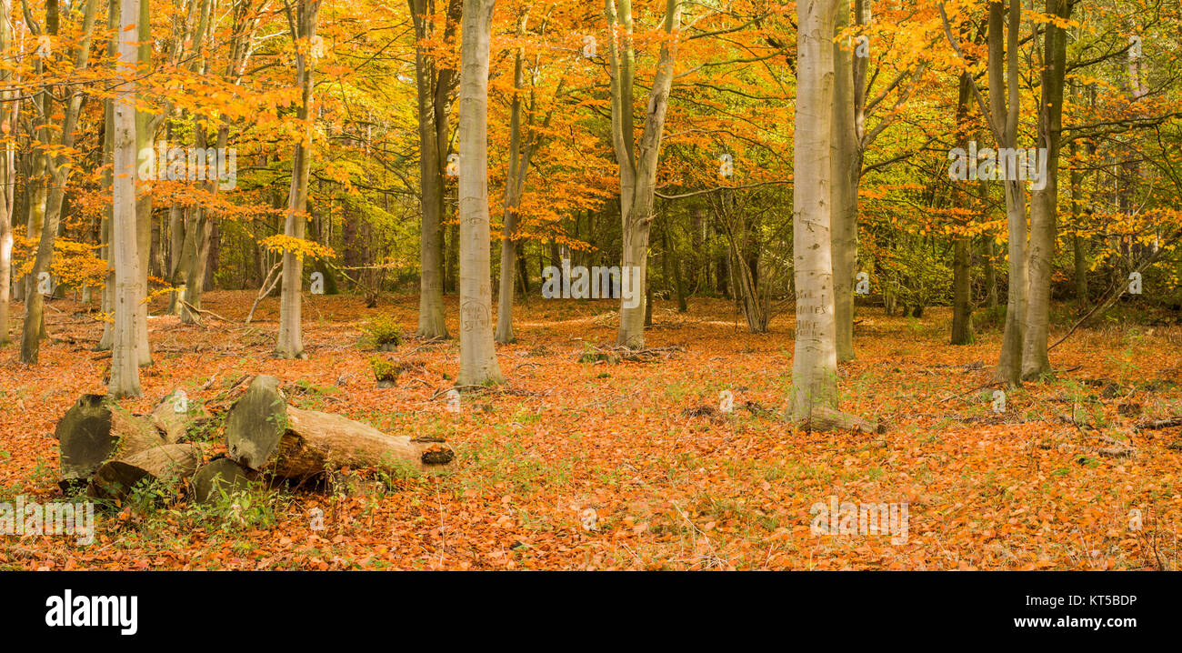 beech woods in autumn England Stock Photo