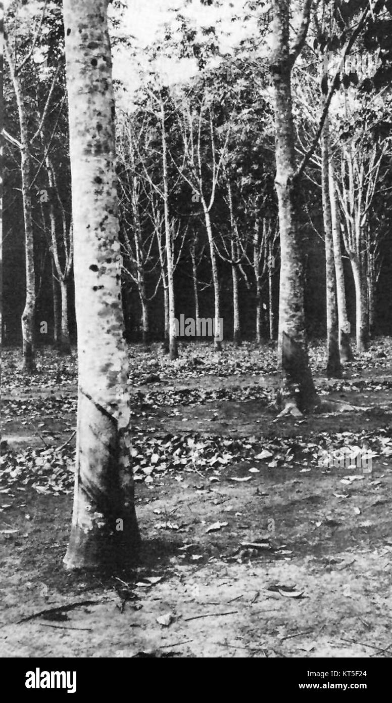 Rubber trees, Belgian Congo Stock Photo