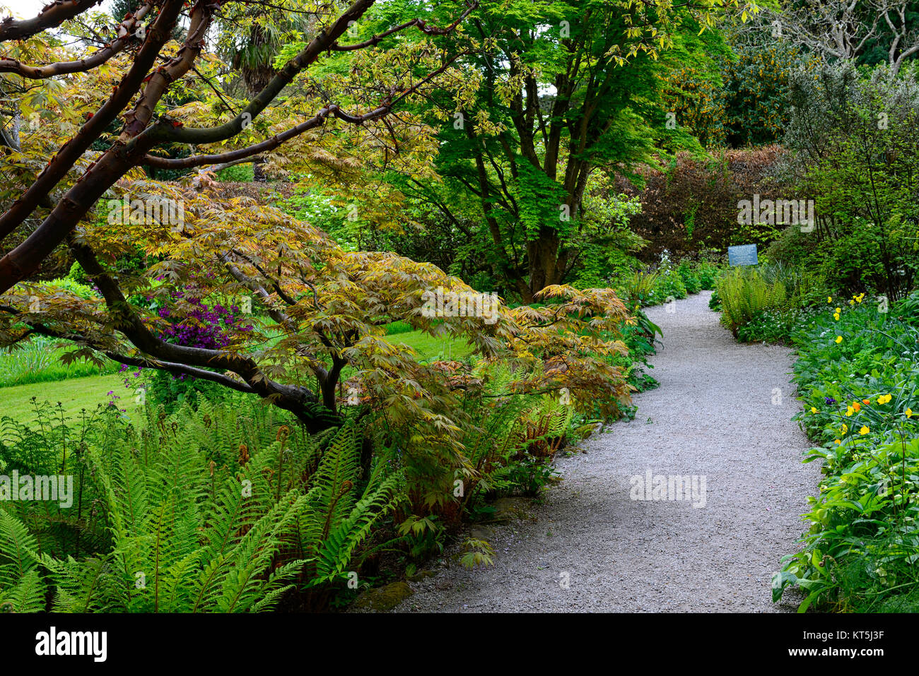 Japanese Acer,acers,Mount Usher Gardens,Wicklow,William Robinson,Robinsonian Garden,Spring,Gardens,Ireland,RM Floral Stock Photo