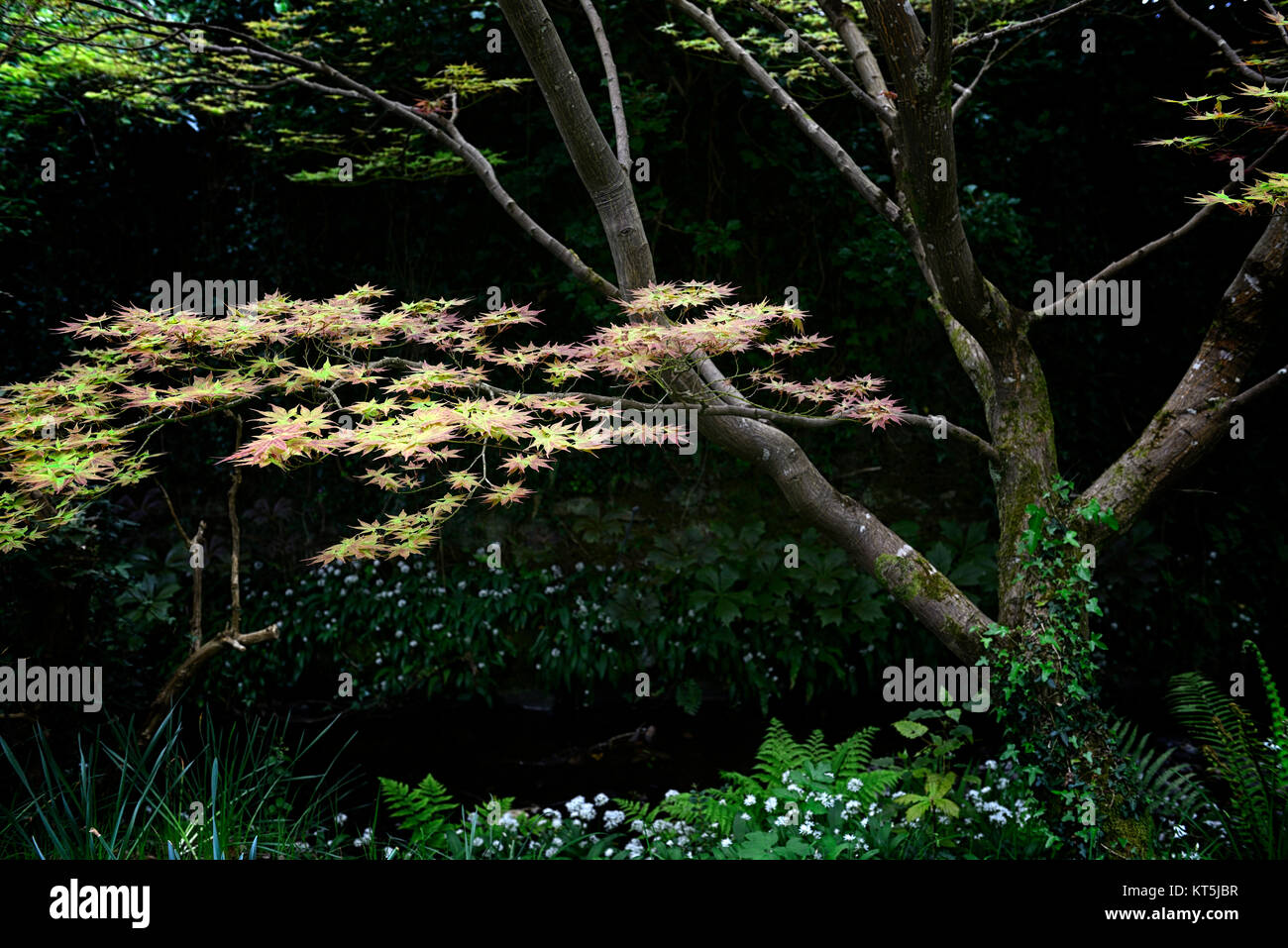 Acer palmatum,acers,Japanese acer,backlit,Mount Usher Gardens,Wicklow,William Robinson,Robinsonian Garden,Spring,Gardens,Ireland,RM Floral Stock Photo