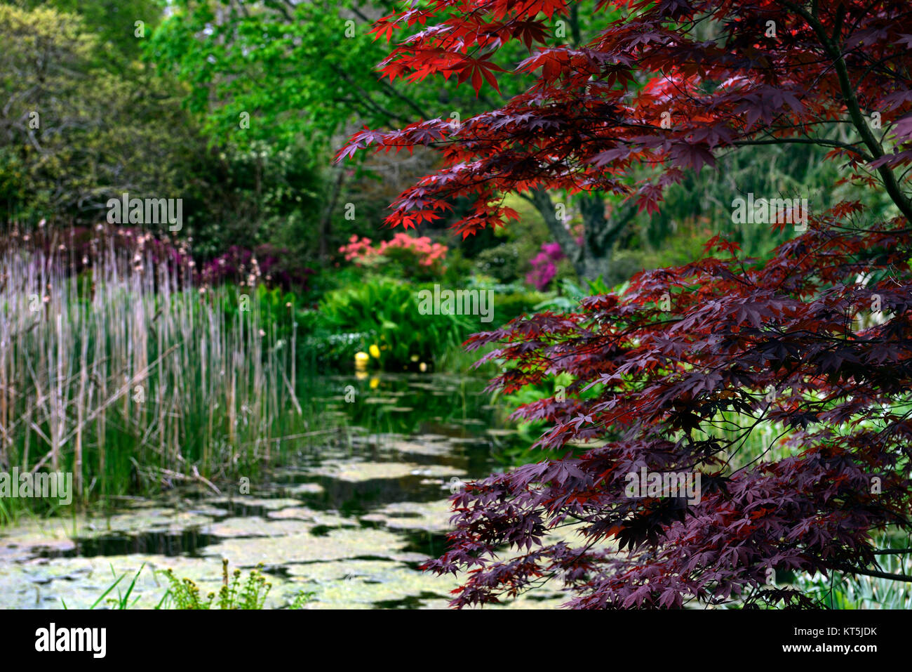 Acer palmatum,acers,Japanese acer,The Island,Mount Usher Gardens,Wicklow,William Robinson,Robinsonian Garden,Spring,Gardens,Ireland,RM Floral Stock Photo