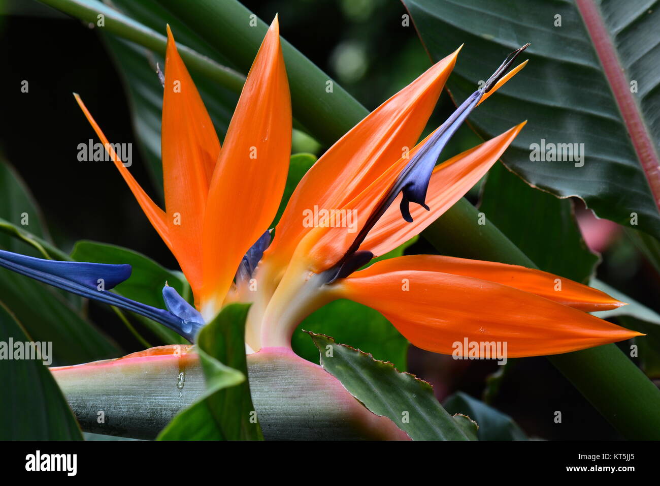 A beautiful orange bird of paradise flower blooms in the gardens