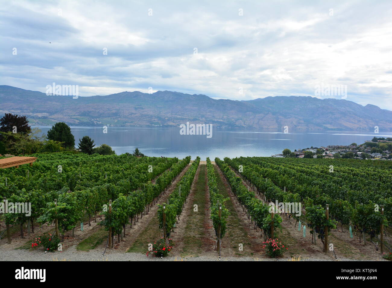 Grape vines row on row in the vineyard by the lake. Quail's Gate vineyard, Kelowna BC, Canada Stock Photo