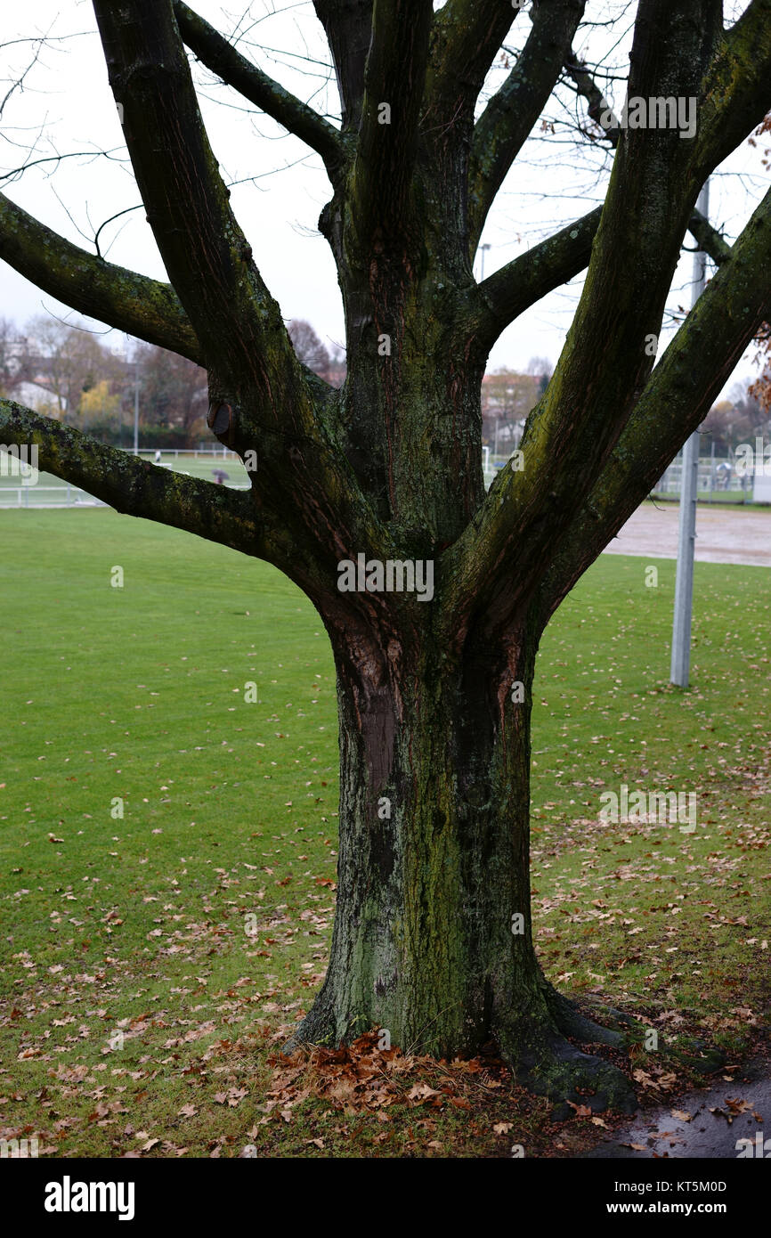 The wet tree trunk of an oak in the rain Stock Photo Alamy