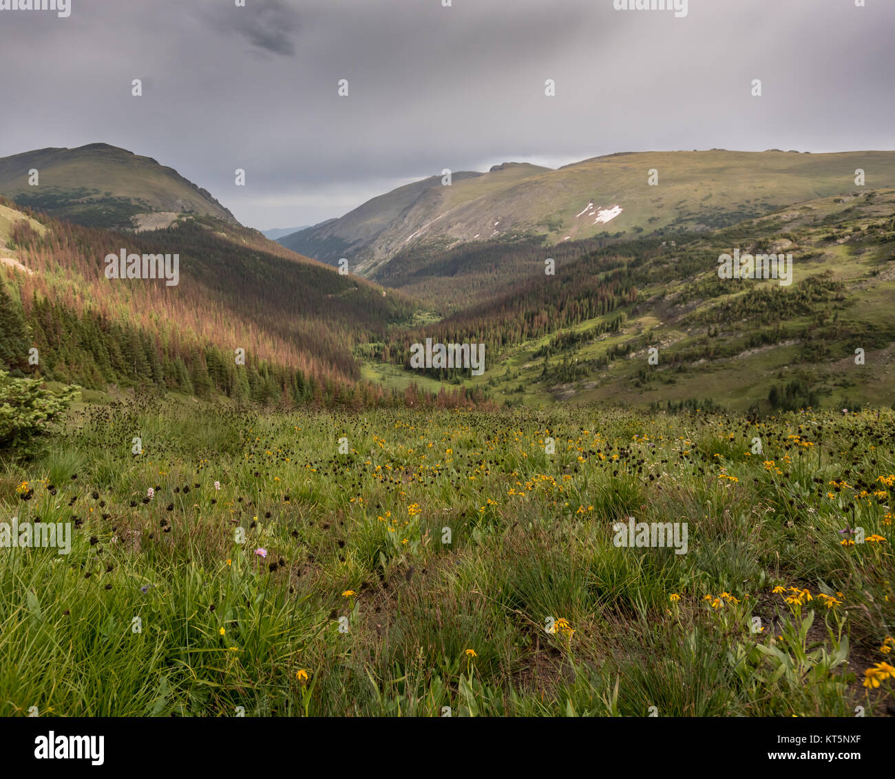 Last Wildflowers of the Season in Colorado Rockies Stock Photo Alamy