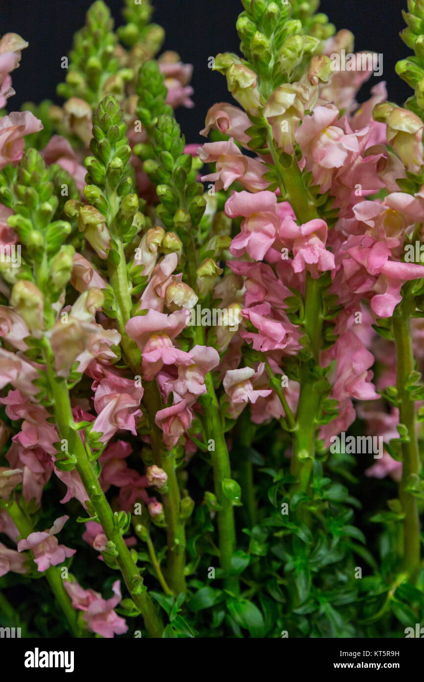 closeup a lot of flowers for bouquet Stock Photo Alamy