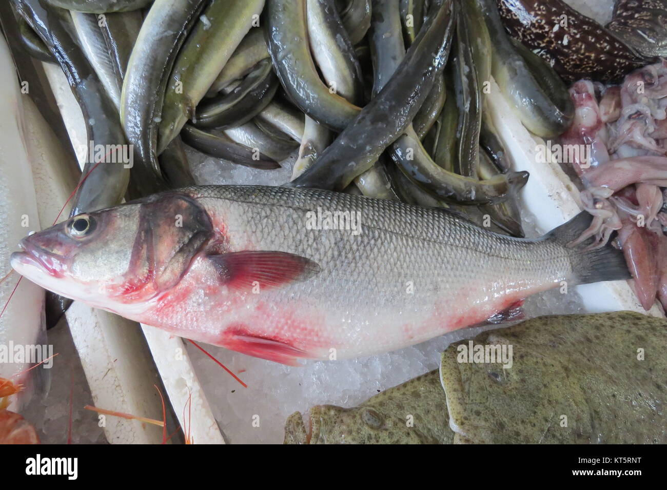 Seabass (sea bass Stock Photo Alamy