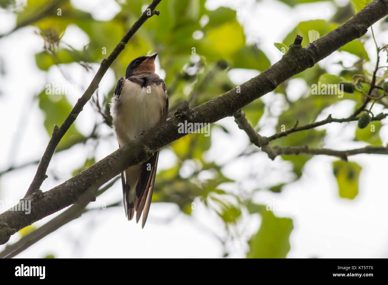 Eine Rauchschwalbe ruht auf einem Ast Stock Photo - Alamy