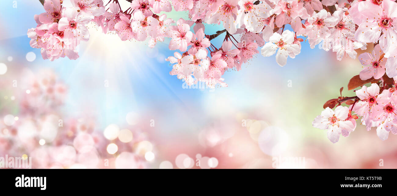 nature scenery in spring: cherry blossom,bokeh background and sun Stock Photo