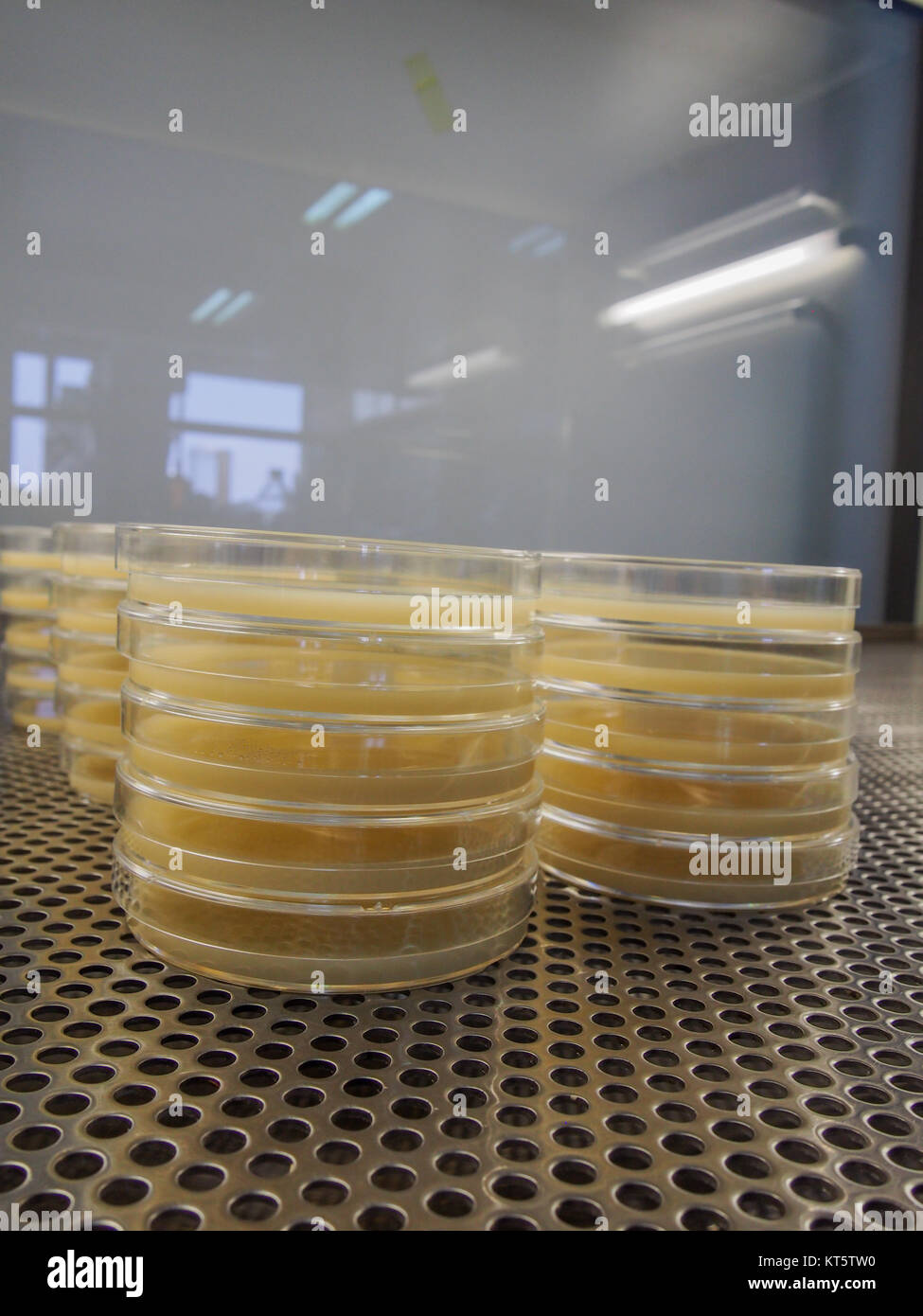 Agar plates hires stock photography and images Alamy