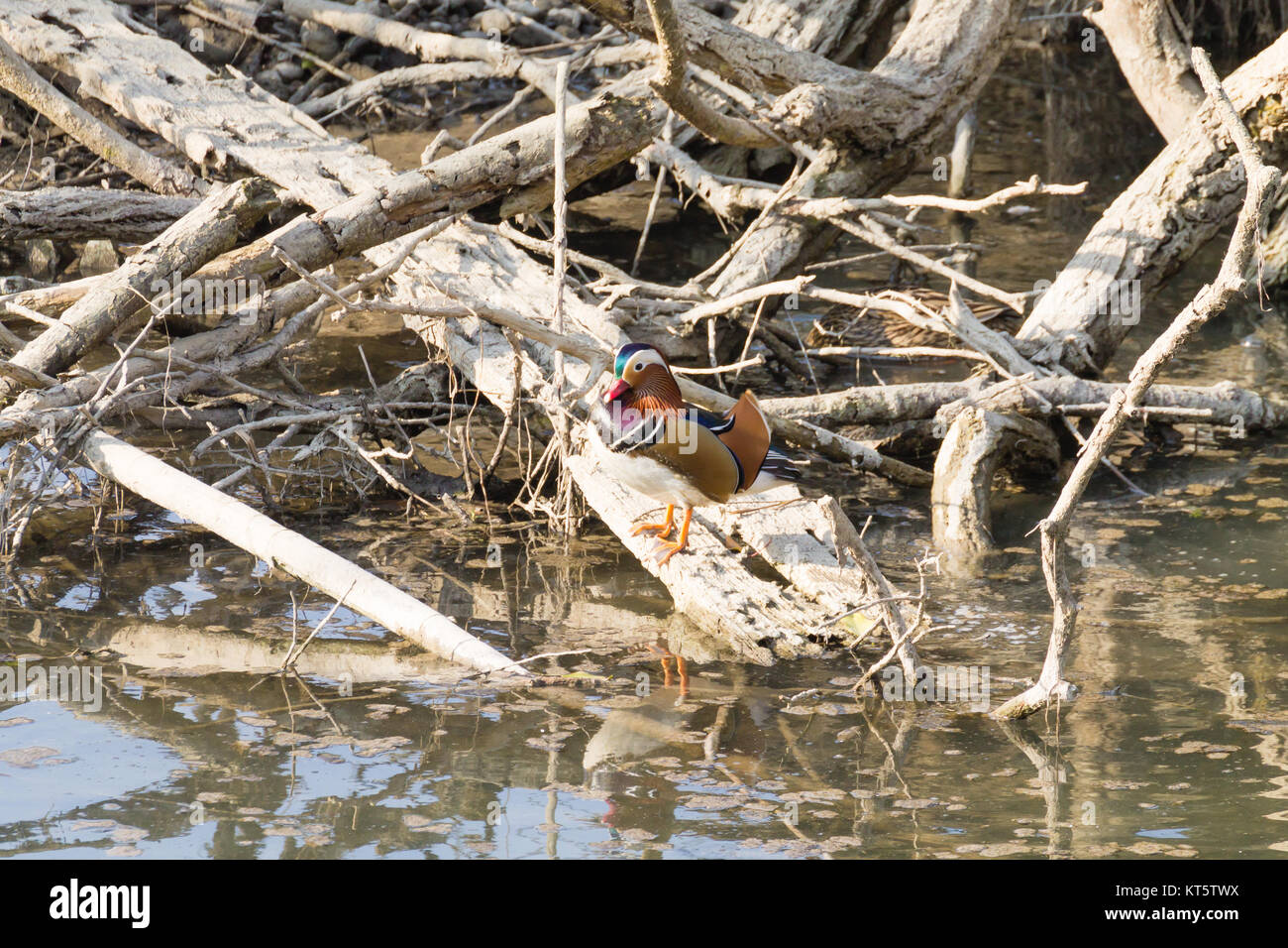 Mandarin duck close up from Sile river natural park. Italian wildlife ...
