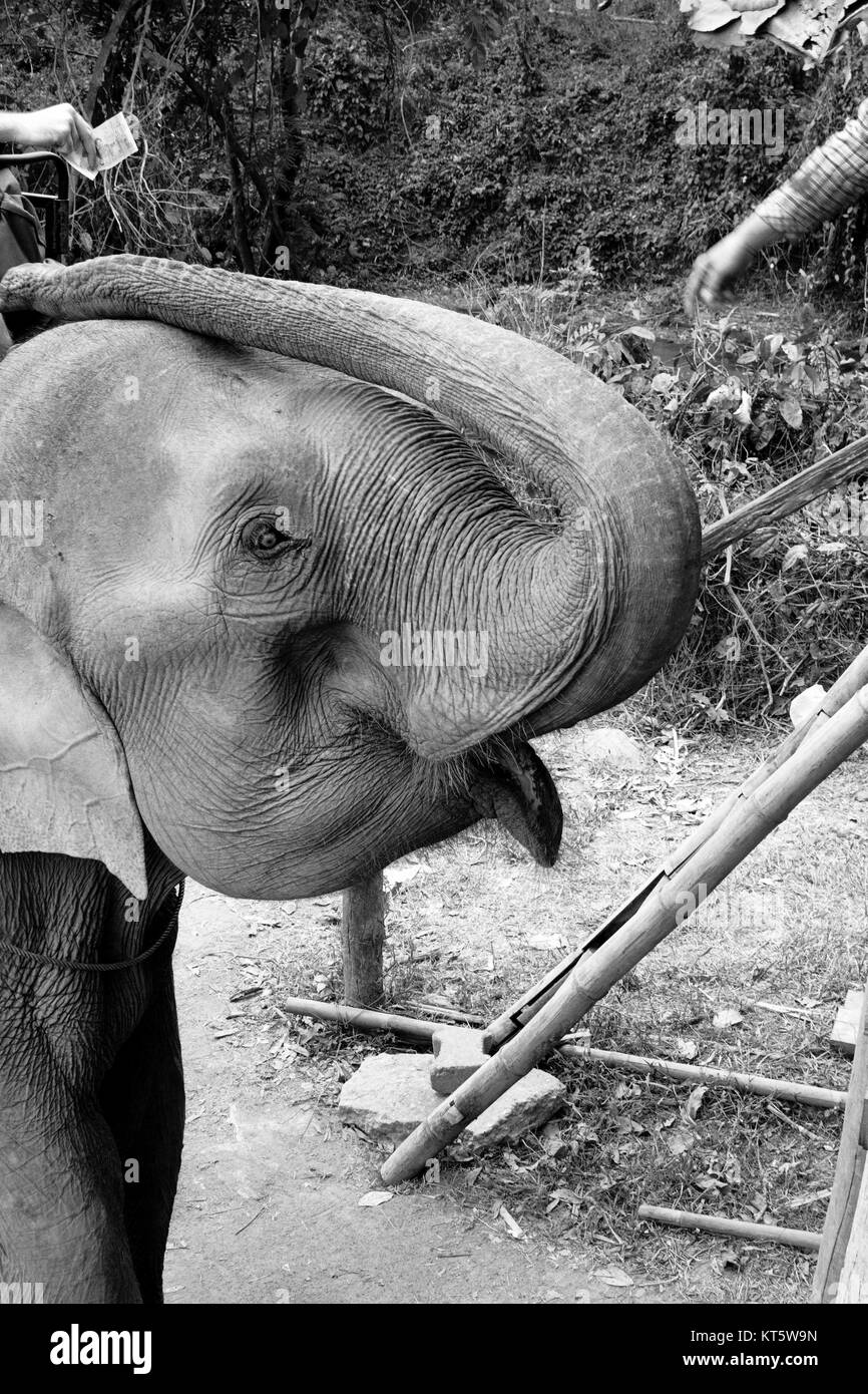 Elephant money with trunk black white Stock Photo