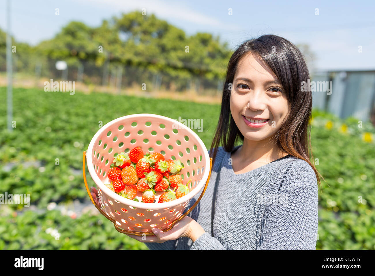 Young Woman holding basket of strawberry in the farm Stock Photo - Alamy