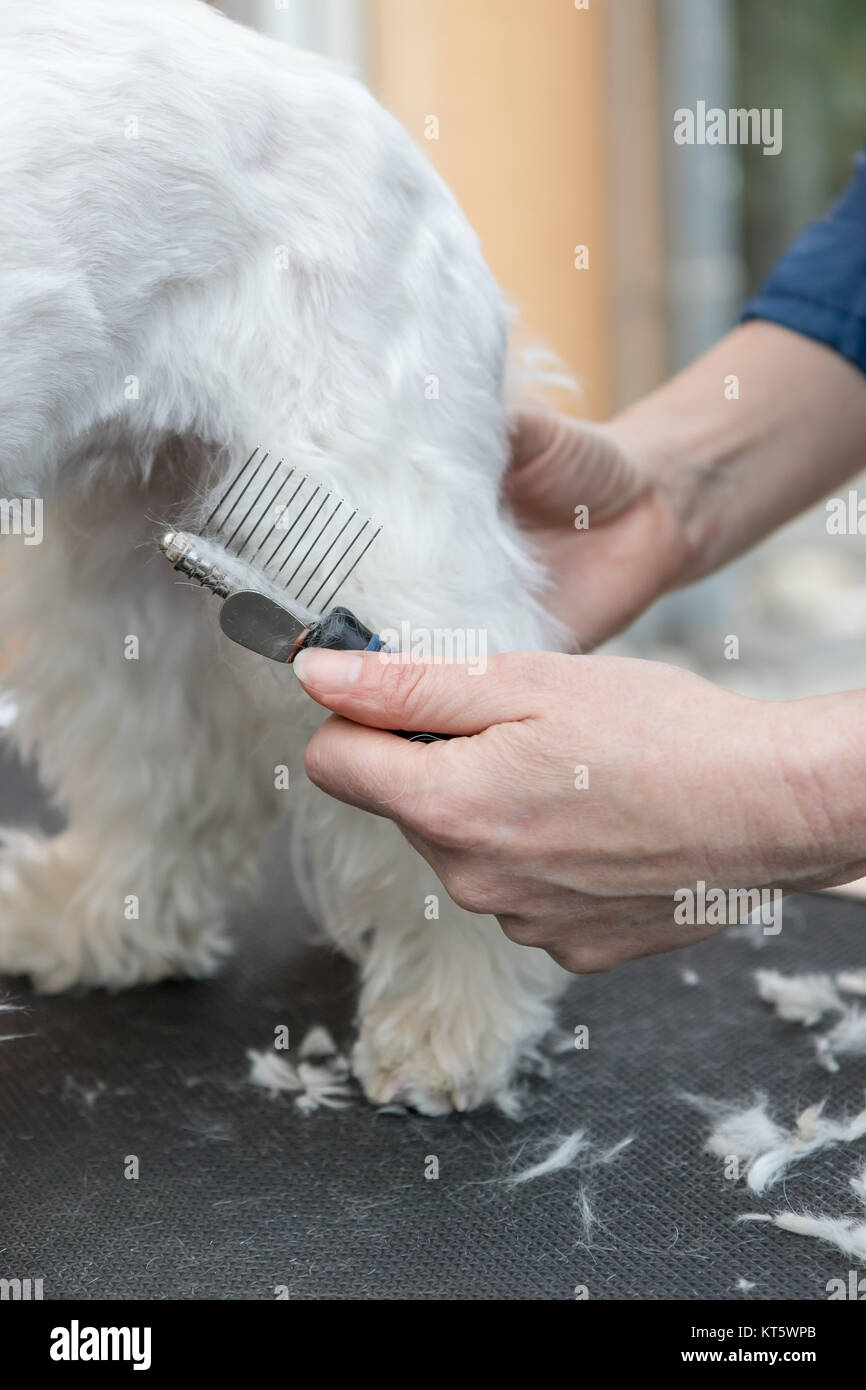 How To Make Dog Hair White Again