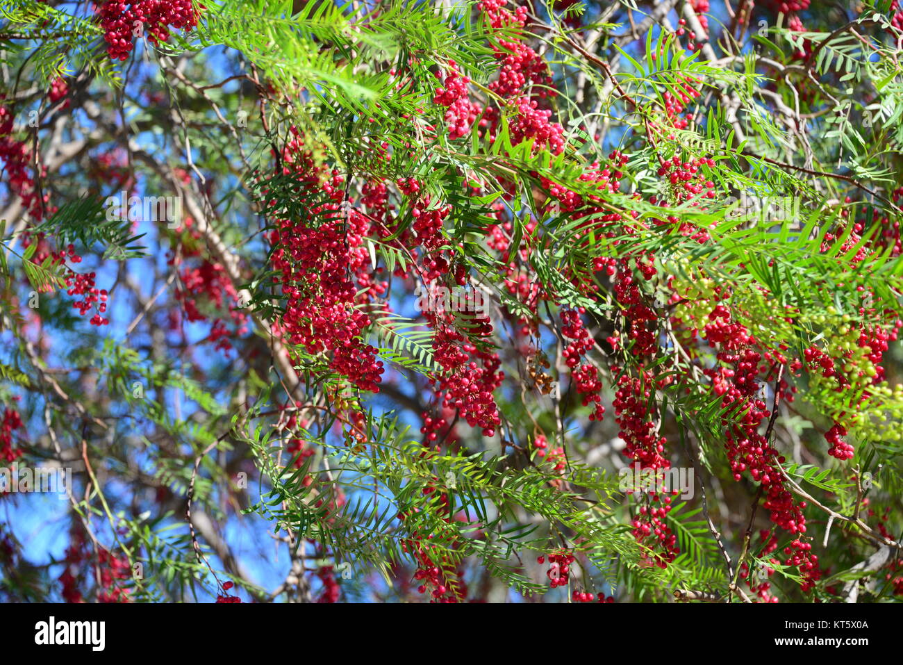 red pepper at the tree in spain Stock Photo Alamy