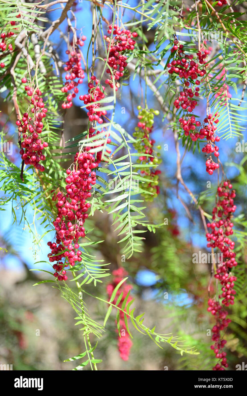 red pepper at the tree in spain Stock Photo Alamy