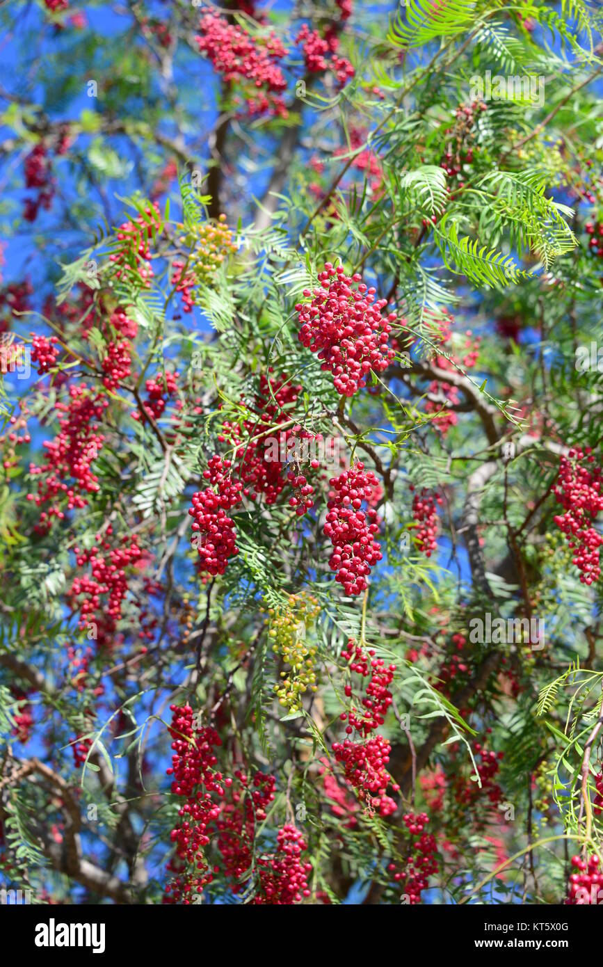 red pepper at the tree in spain Stock Photo Alamy