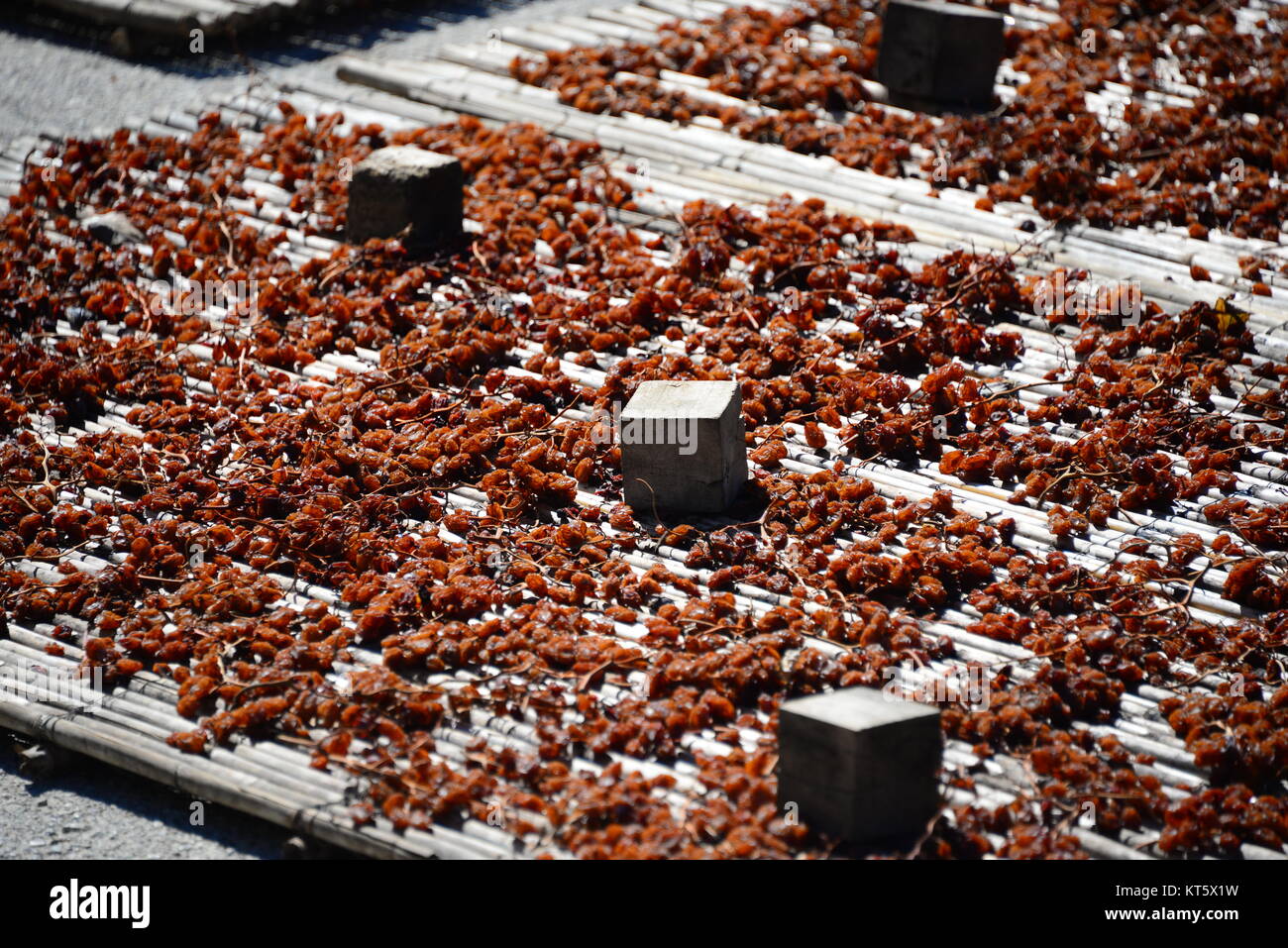 raisin production in spain Stock Photo Alamy