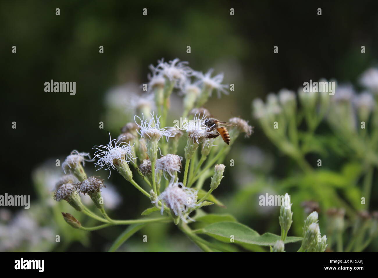 Honey Bee on flower Stock Photo